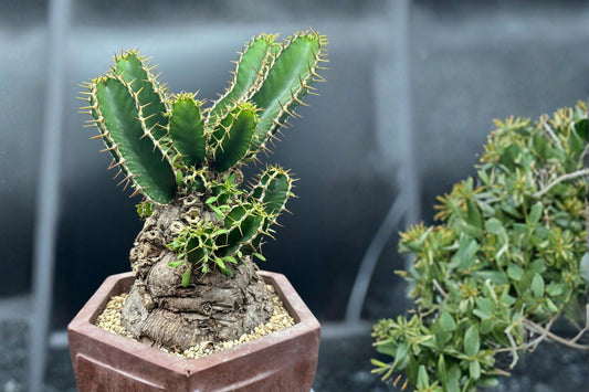 Euphorbia m ahafobokensis Live Succulent, 4 Inch Pot, Rare Caudiciform Euphorbia, Well-Rooted Plant, Collector Succulent