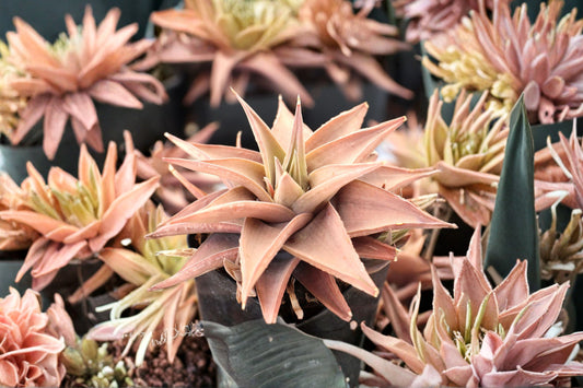 Haworthia limifolia var. ubomboensis Live Succulent, Rare Haworthia, Well-Rooted Plant, Easy Care Houseplant, Collector Plant