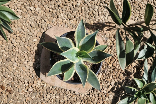 Agave celsii var. multicolor Live Succulent, Rare Variegated Agave, Well-Rooted Plant, Easy Care, Collector Agave