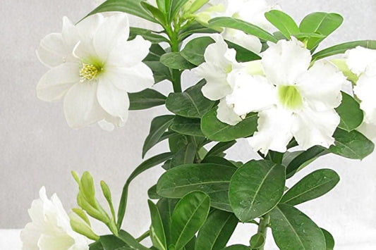 Adenium obesum 'Alba' Live Desert Rose, Rare White Flowering Succulent, Well-Rooted Caudex Plant, Easy Care, Collector Plant