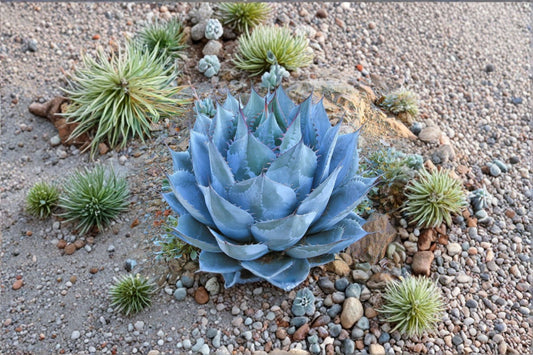 Agave parrasana Live Plant, 4 Inch Pot, Blue Agave Succulent, Cabbage Head Agave, Rare Collector Plant, Well-Rooted