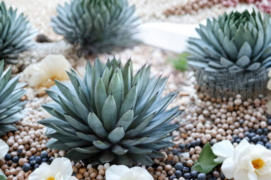 Agave 'Blue Emperor' Live Plant, Rare Blue Agave Succulent, Well-Rooted Collector Plant, Easy Care Xeriscape Succulent