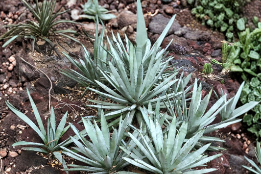Agave macroacantha Live Plant, 4 Inch Pot, Black Spine Agave, Rare Blue Agave Succulent, Well-Rooted Collector Plant