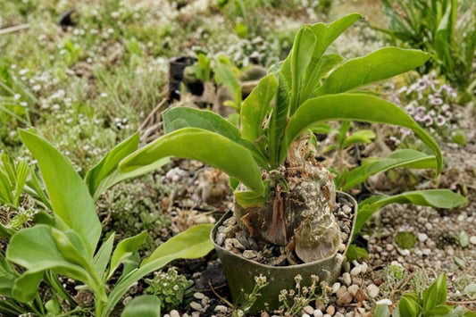 Cephalopentandra ecirrhosa Live Caudiciform Plant, 2.5 Inch Pot, Rare Caudex Plant, Collector Succulent Vine, Well-Rooted