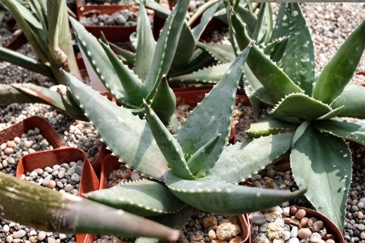 Aloe meyeri Live Succulent, 4 Inch Pot, Rare South African Aloe, Well-Rooted Plant, Easy Care Collector Succulent