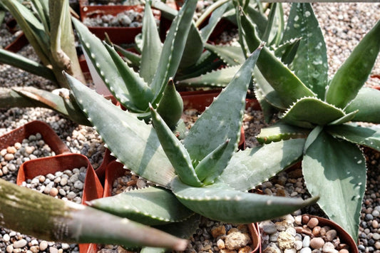 Aloe meyeri Live Succulent, 4 Inch Pot, Rare South African Aloe, Well-Rooted Plant, Easy Care Collector Succulent