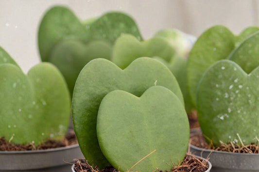 Hoya kerrii Live Plant, Sweetheart Hoya, Heart Leaf Wax Plant, Well-Rooted Hoya Vine, Easy Care Houseplant, Collector Plant