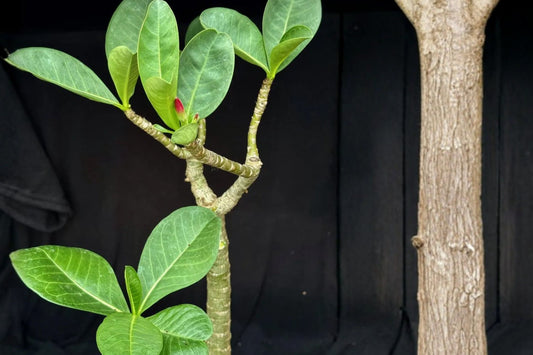 Adenium arabicum Live Plant, Seed Grown Desert Rose, Bare Root Caudex Succulent, Well-Rooted Collector Plant, Rare Adenium