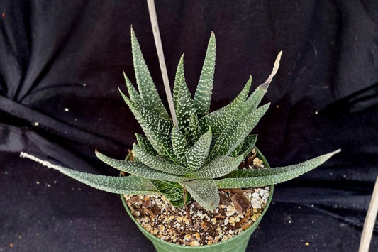 Gasteraloe 'Royal Highness' Live Succulent, Rare Hybrid Succulent, Well-Rooted Plant, Easy Care Houseplant, Collector Plant