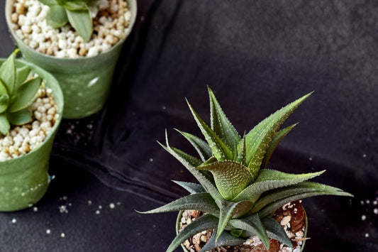 Haworthia 'Jade Star' Live Succulent, Rare Haworthia Hybrid, Well-Rooted Houseplant, Easy Care Collector Succulent