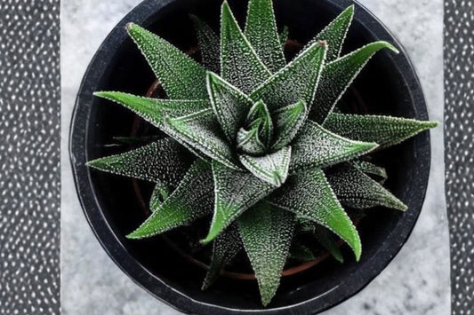 Haworthia venosa var. tessellata Live Succulent, Rare Window Haworthia, Well-Rooted Plant, Easy Care Houseplant, Collector Plant