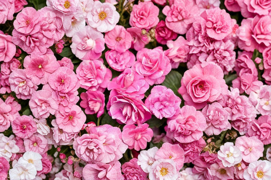 Double Impatiens 'Rockapulco Rose' Live Plant, Pink Double Blooms, Shade Annual, 4 Inch Pot, Flowering Garden Plant