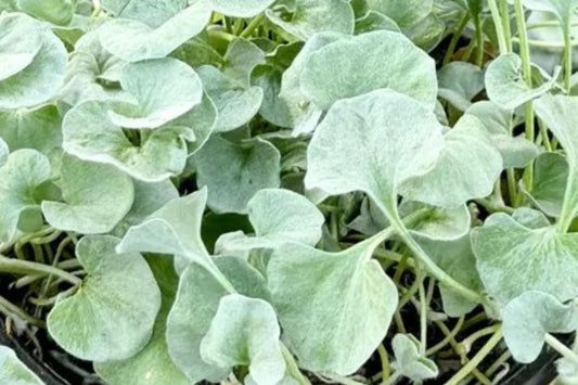 Dichondra 'Silver Falls' Live Plant, Silver Trailing Vine, 4 Inch Pot, Hanging Basket Plant, Drought Tolerant Accent Plant