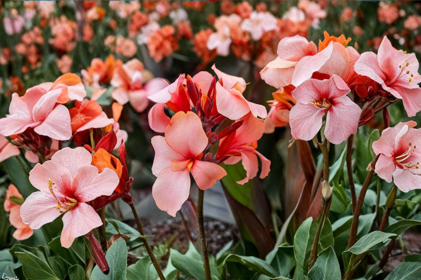Canna 'Cannova Bronze Peach' Live Plant, Bronze Leaf Canna Lily, Peach Blooms, 4 Inch Pot, Tropical Garden Plant