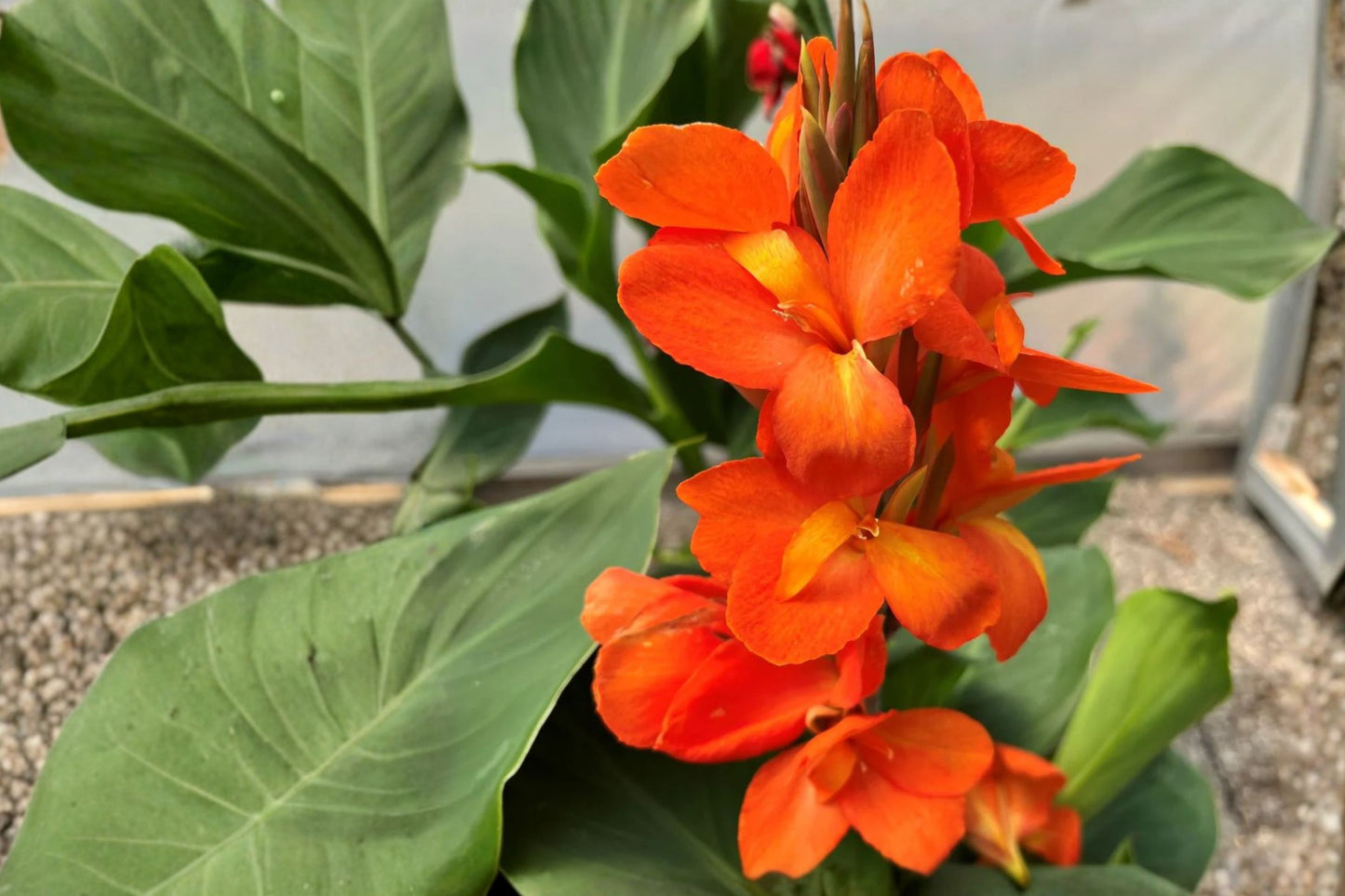 Canna 'Cannova Orange Shades' Live Plant, Orange Canna Lily, 4 Inch Pot, Tropical Flower, Well-Rooted Garden Plant
