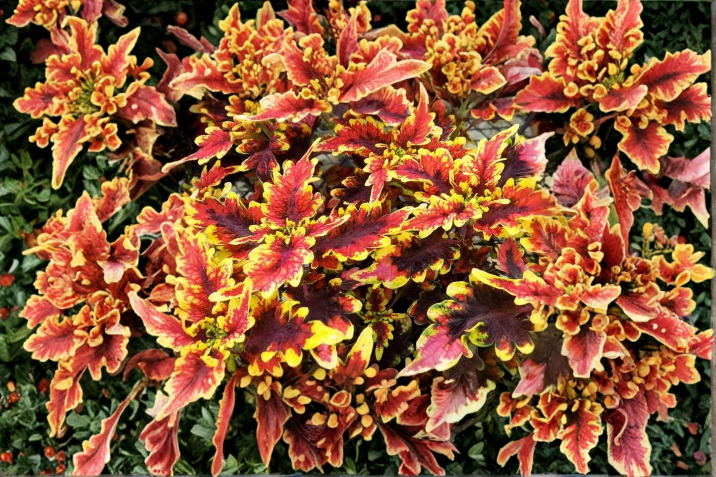 Coleus 'Stained Glassworks Golden Gate' Live Plant, Colorful Foliage Plant, 4 Inch Pot, Shade Garden, Container Plant