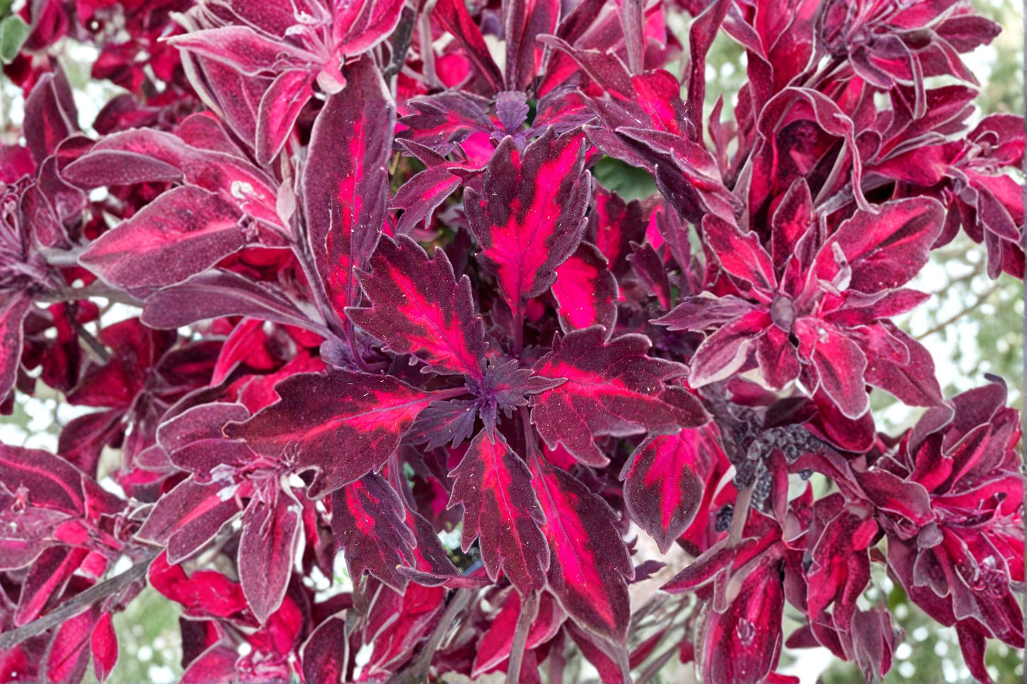 Coleus 'DownTown Royalty' Live Plant, Purple Foliage Coleus, 4 Inch Pot, Colorful Shade Plant, Container Garden Plant