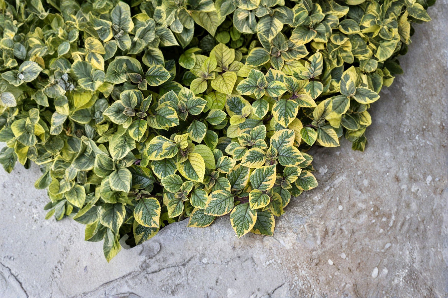 Plectranthus 'FanciFillers Quacamole' Live Plant, Chartreuse Foliage Plant, 4 Inch Pot, Shade Container Plant