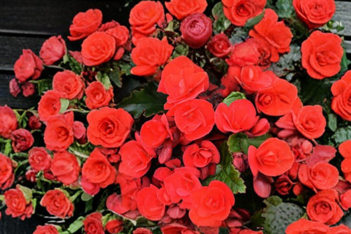 Begonia hiemalis 'Vermillion Red' Live Plant, Red Flower Begonia, 4 Inch Pot, Indoor Houseplant, Blooming Container Plant