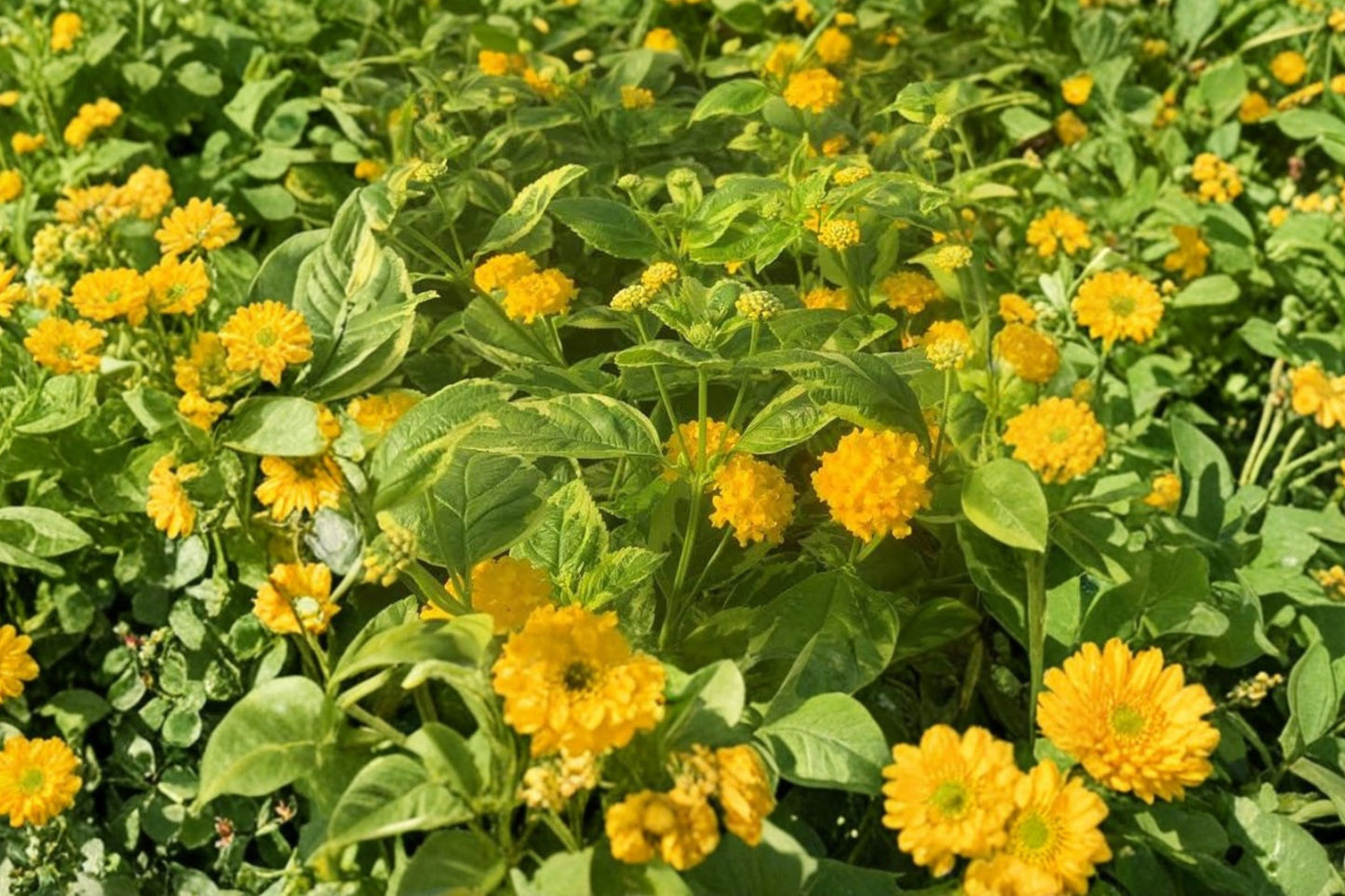 Lantana 'Samantha' Live Plant, Variegated Lantana, 4.5 Inch Pot, Yellow Flowering Plant, Butterfly & Hummingbird Garden
