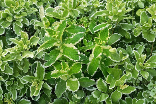 Pineapple Mint Live Plant, Variegated Mint Herb, 4 Inch Pot, Culinary & Tea Herb, Fragrant Garden Plant