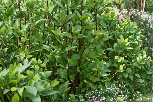 Everleaf Thai Towers Basil Live Plant, Thai Basil Herb, 4 Inch Pot, Culinary Herb, Edible Garden Plant