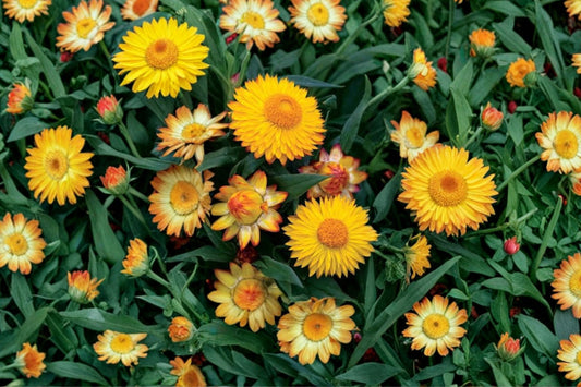 Strawflower 'Cottage Yellow' Live Plant, Bracteantha, 4 Inch Pot, Yellow Everlasting Flower, Pollinator Garden Plant