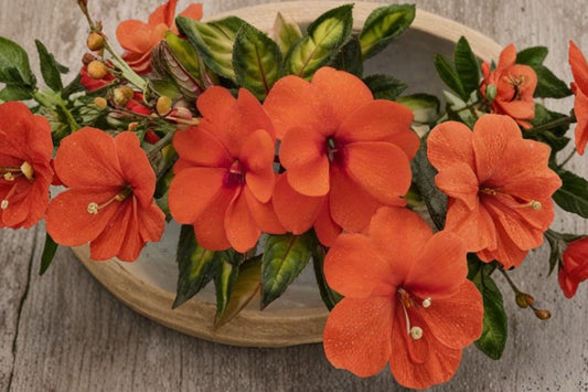 SunPatiens® Vigorous Tropical Salmon Live Plant, 4 Inch Pot, Salmon Impatiens, Heat Tolerant Flowering Plant