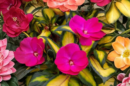 SunPatiens® Compact Tropical Rose Live Plant, 4 Inch Pot, Rose Pink Impatiens, Sun & Shade Flowering Plant