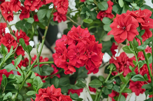 Ivy Geranium 'Great Balls of Fire Melon' Live Plant, 4.5 Inch Pot, Trailing Geranium, Salmon Peach Flowers, Hanging Basket