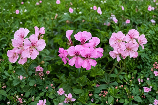 Ivy Geranium 'Ivy League Cherry Blossom' Live Plant, 4.5 Inch Pot, Trailing Geranium, Pink Flower Hanging Basket Plant