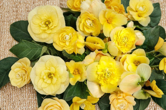 Proven Winners® Double Delight Primrose Begonia Live Plant, 4 Inch Pot, Double Yellow Begonia, Shade Flower