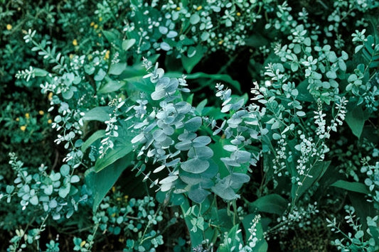 Eucalyptus 'Baby Blue Bouquet' Live Plant, 4 Inch Pot, Silver Blue Eucalyptus, Fragrant Evergreen, Cut Foliage Plant