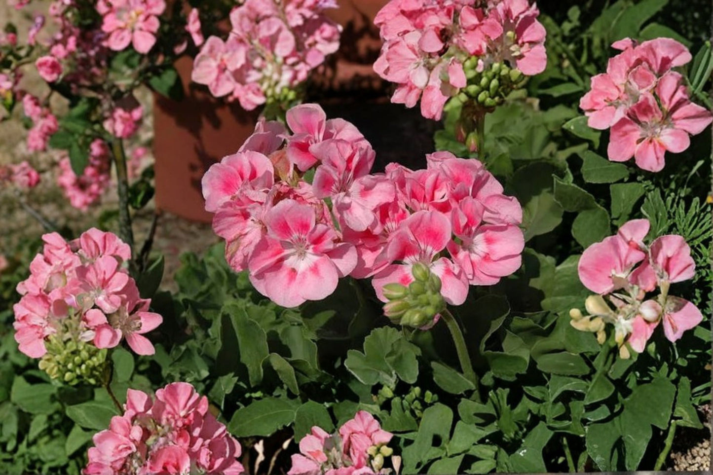 Pelargonium 'Survivor Pink Batik' Live Geranium Plant, 4.5 Inch Pot, Pink Flowering Geranium, Patio Container Plant