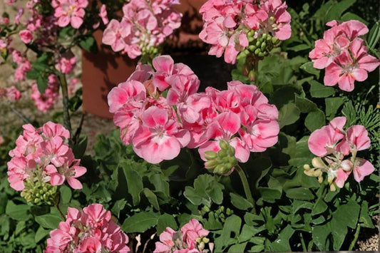 Pelargonium 'Survivor Pink Batik' Live Geranium Plant, 4.5 Inch Pot, Pink Flowering Geranium, Patio Container Plant