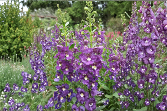 Angelonia 'Alonia Big Blue' Live Plant, Summer Snapdragon, 4 Inch Pot, Blue Flowering Plant, Pollinator Garden