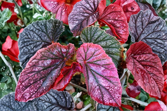 Rex Begonia 'Bewitched Red Black' Live Plant, 4 Inch Pot, Colorful Foliage Houseplant, Shade Loving Begonia