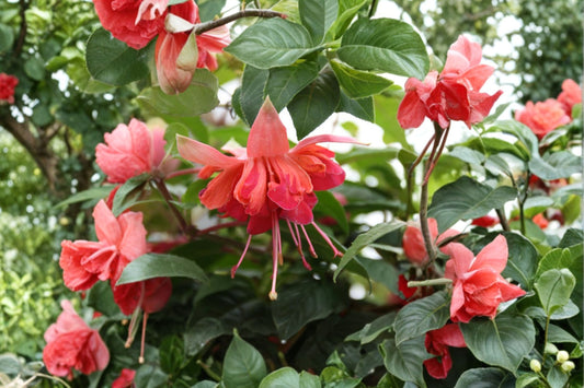 Fuchsia 'Bicentennial' Live Plant, 4 Inch Pot, Pink & Purple Hanging Fuchsia, Shade Flowering Plant