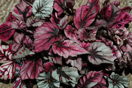 Rex Begonia 'Shadow King Rose' Live Plant, 4 Inch Pot, Rose Pink Foliage Houseplant, Shade Loving Begonia