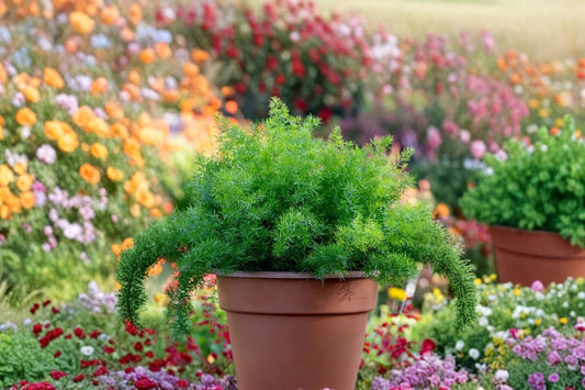 Asparagus Fern 'Fuzzyfern Frizz' Live Plant, 4 Inch Pot, Unique Foliage Houseplant, Patio & Container Plant