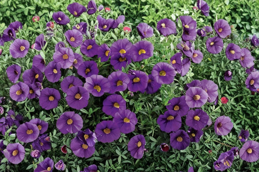 Calibrachoa 'Tik Tok Blue' Live Plant, Million Bells, 4 Inch Pot, Blue Trailing Flowers, Hanging Basket Plant