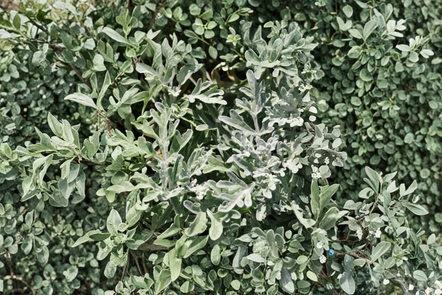 Artemisia 'FanciFillers Sea Salt' Live Plant, Silver Foliage Plant, 4 Inch Pot, Drought Tolerant Container Plant