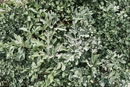 Artemisia 'FanciFillers Sea Salt' Live Plant, Silver Foliage Plant, 4 Inch Pot, Drought Tolerant Container Plant