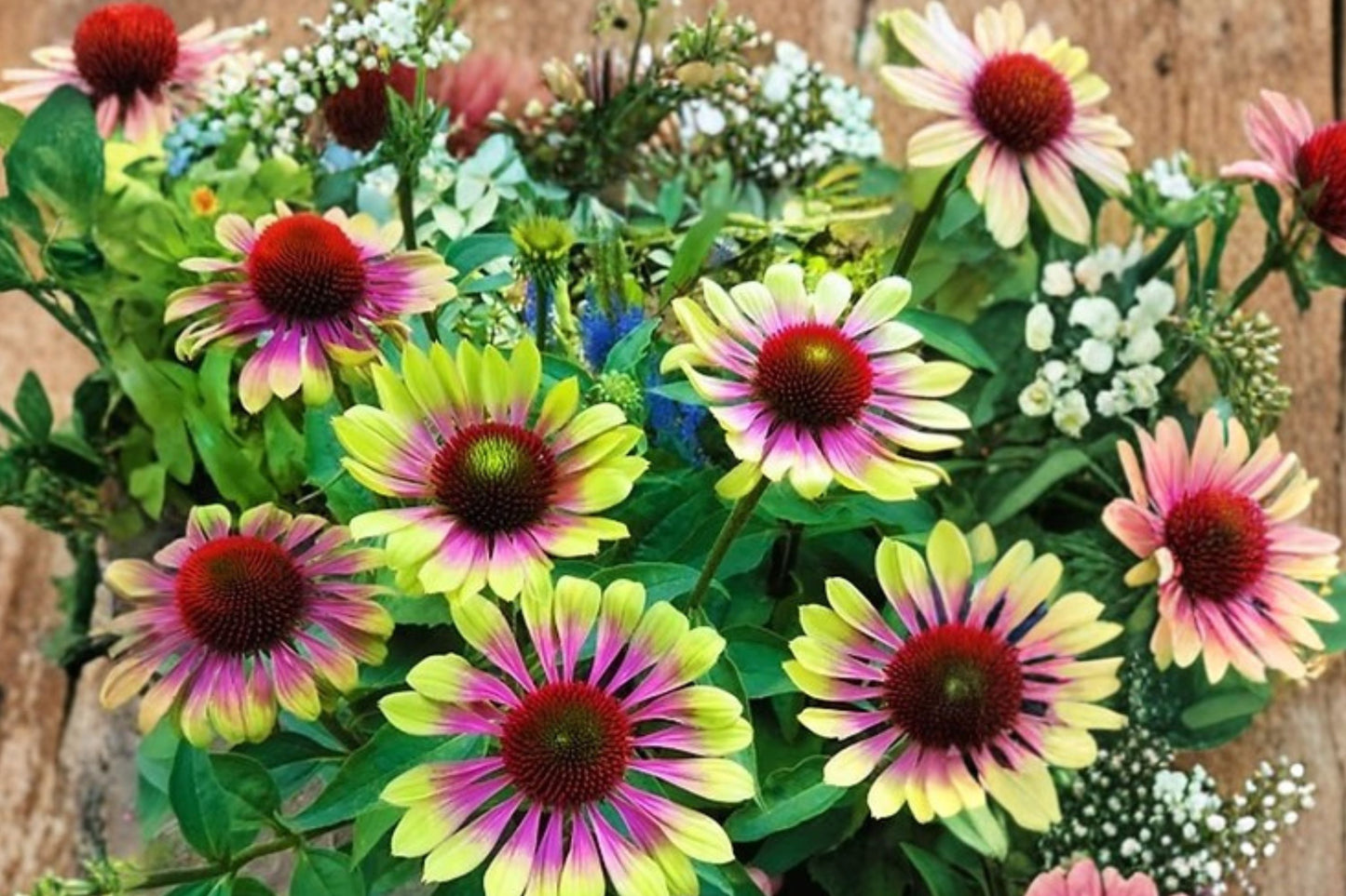 Echinacea 'Prairie Blaze Vintage Lime' Live Coneflower, 4 Inch Pot, Lime Green Perennial, Pollinator Garden Plant