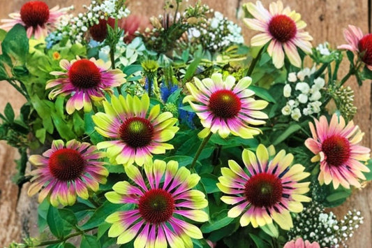 Echinacea 'Prairie Blaze Vintage Lime' Live Coneflower, 4 Inch Pot, Lime Green Perennial, Pollinator Garden Plant