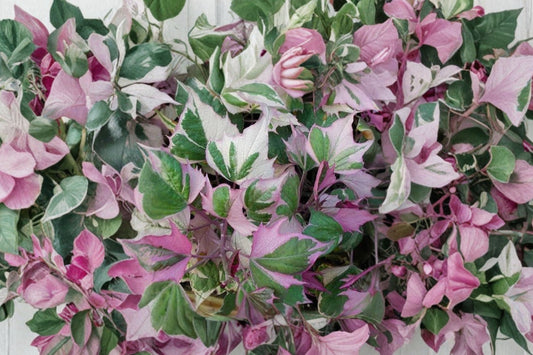 Sweet Potato Vine 'Tricolor' Live Plant, Variegated Ipomoea batatas, 4 Inch Pot, Trailing Foliage Plant, Hanging Basket
