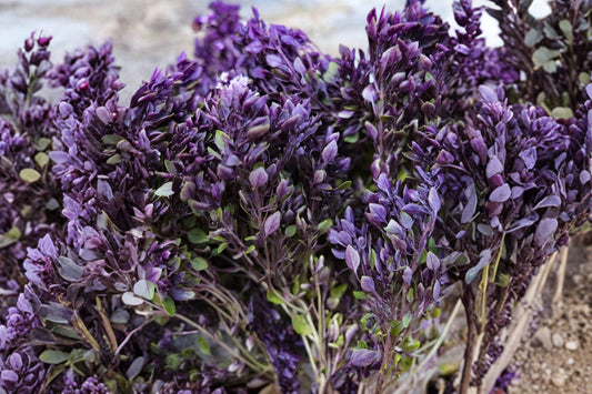 Purple Ball Basil Live Plant, Purple Basil Herb, 4 Inch Pot, Culinary Herb, Edible Ornamental Basil, Herb Garden Plant