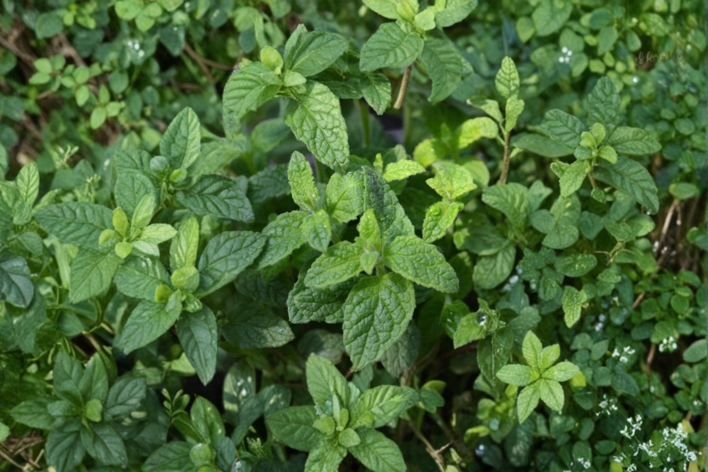 Strawberry Mint Live Plant, Mentha × piperita, 4 Inch Pot, Fragrant Culinary Herb, Tea Mint, Container Herb Garden