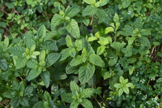 Strawberry Mint Live Plant, Mentha × piperita, 4 Inch Pot, Fragrant Culinary Herb, Tea Mint, Container Herb Garden