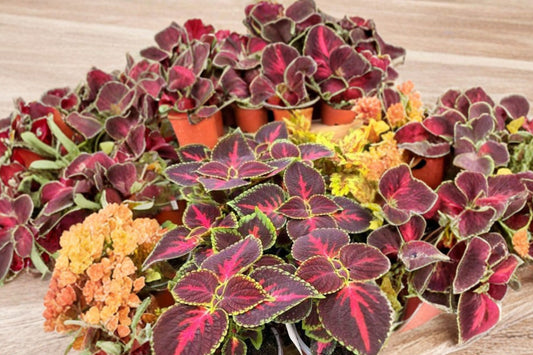 Coleus 'DownTown NYC Nights' Live Plant, Colorful Shade Annual, 4 Inch Pot, Vibrant Foliage Plant, Container Garden